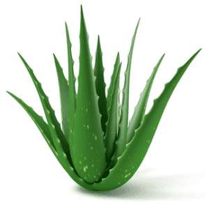 hidratante caseiro natural aloe vera