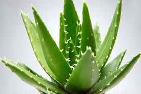 aloe1 Os benefícios da babosa (aloe vera)