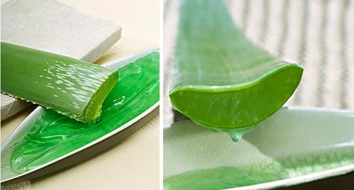 babosa Os benefícios da babosa (aloe vera)