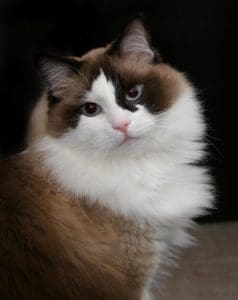 89993 617x778 Lovely Ragdoll 1 min As 9 raças de gatos que se apegam mais rápido aos donos