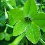 6900668 green flowers wallpaper min Cromoterapia: terapia de cor