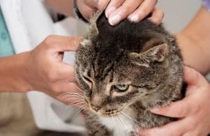 Ainda que a otite se manifeste como uma das doenças mais comuns em animais domésticos, muitas pessoas não têm conhecimento de que esse mal afeta os bichinhos.