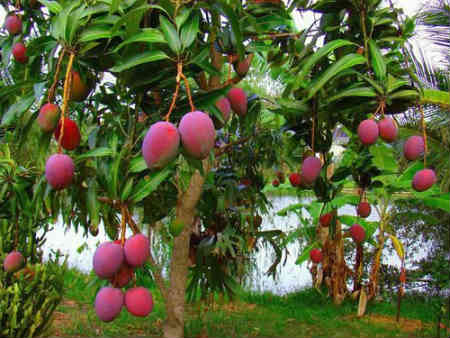 manga fruta saúde dieta