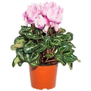 Cyclamen persicum felicidade