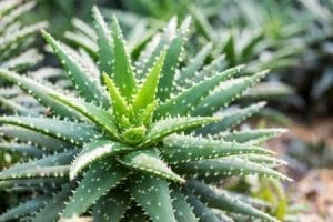 aloe ver ababosa curativa