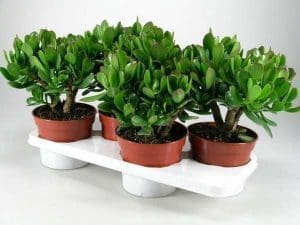 crassula proteção planta