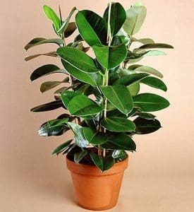 ficus planta fertilidade