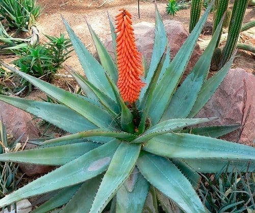 aloe vera vasos casa