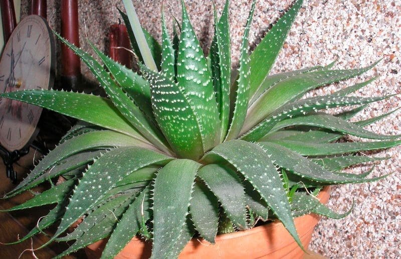 aloe vera vasos casa