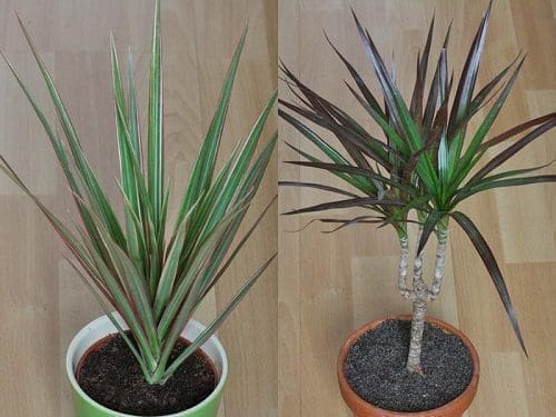 Dracaena bambu da sorte equilíbrio sucesso bem estar