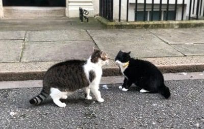 gatos sinais felicidade 