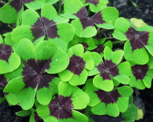 oxalis felicidade amor