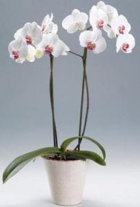 phalaenopsis orquídeas