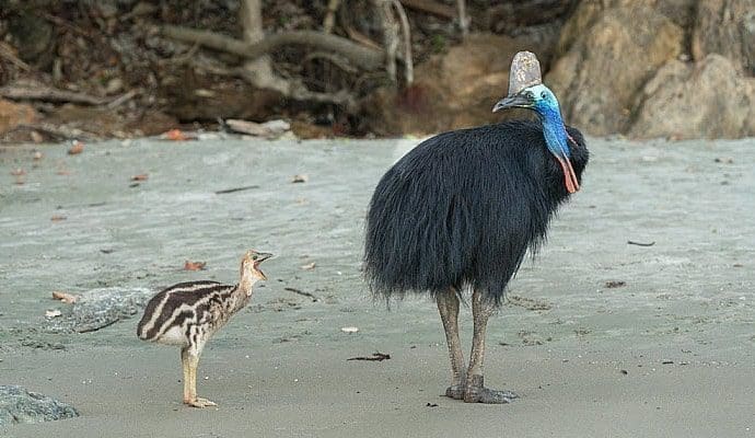 casuar totem xamanismo animal poder