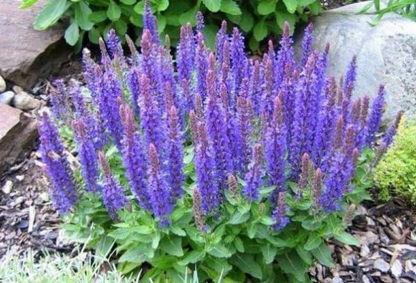 óleo essencial de sálvia Salvia sclarea Salvia officinalis pressão saúde cosmetologia pele cabelos