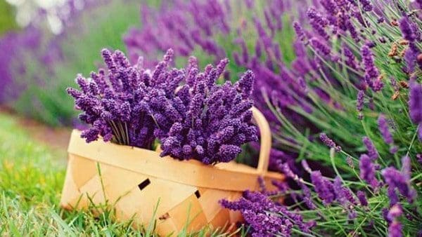 lavanda amor magia proteção saúde stress 