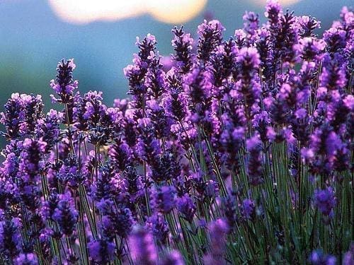 lavanda amor magia proteção saúde stress 