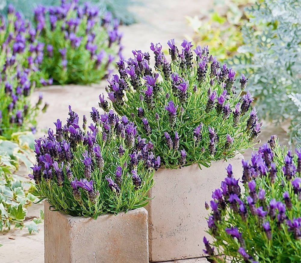 óleo essencial de lavanda stress depressão insonia saúde pele rosto cabelos