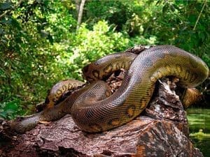 xamanismo animal de poder totem cobra