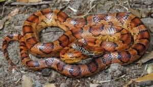 xamanismo animal de poder totem cobra