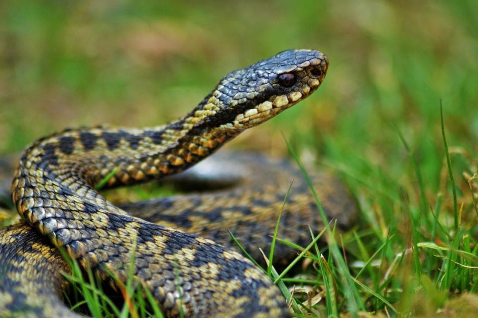 xamanismo animal de poder totem cobra