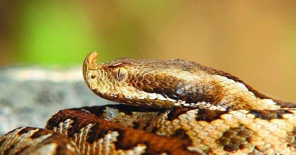 xamanismo animal de poder totem cobra