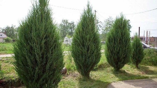 defumação defumar limpeza ambiente energia negativa ervas plantas