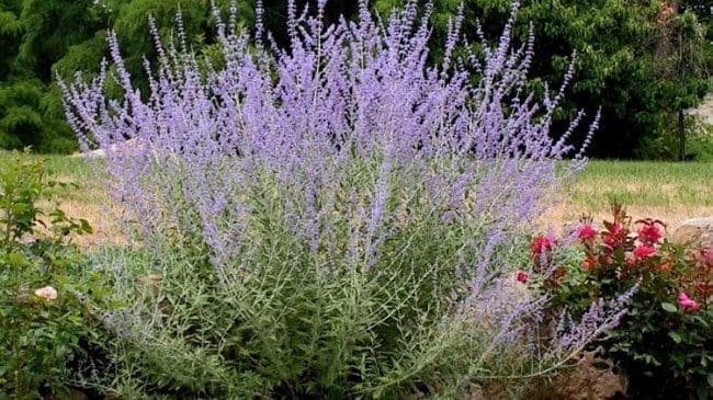 defumação defumar limpeza ambiente energia negativa ervas plantas