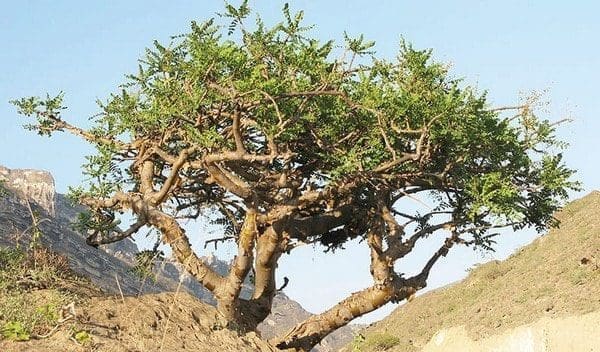 Óleo essencial de olíbano aromaterapia saúde incenso cabelos pele unhas