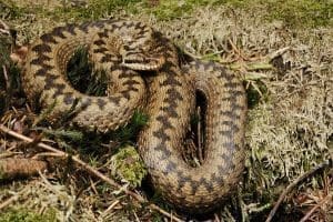 xamanismo animal de poder totem cobra