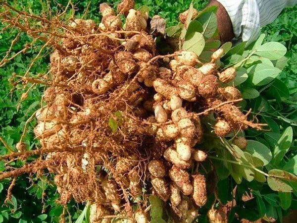 Óleo Amendoim pele rosto cabelo unhas dieta saúde