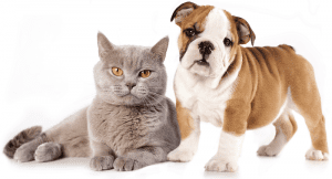 Primeiros socorros para cães e gatos