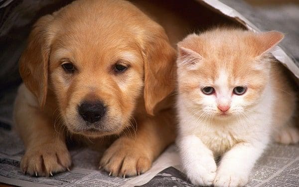 cg1 min Primeiros socorros para cães e gatos