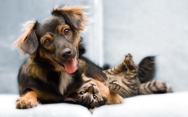 cg3 min Primeiros socorros para cães e gatos