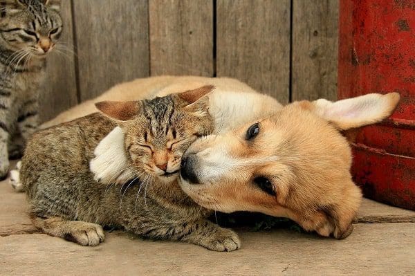 cg6 min 1 Primeiros socorros para cães e gatos