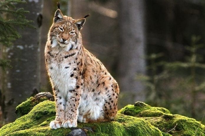 lince animal de poder totem xamanismo 