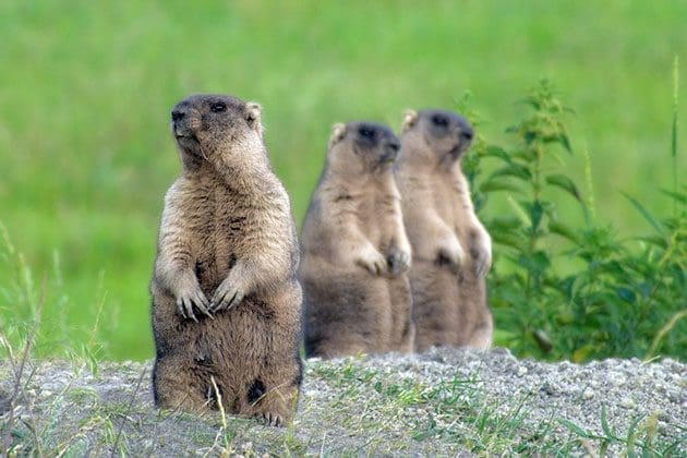 marmota totem xamanismo animal poder