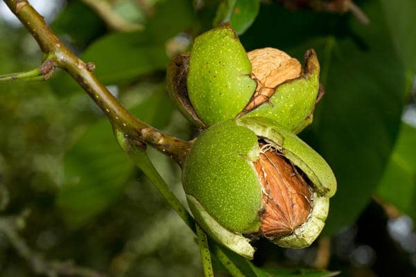 óleo de noz Unhas, saúde, cancer, coração, pele, rosto. beleza, nutrição