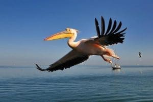Animal Espiritual Pelicano