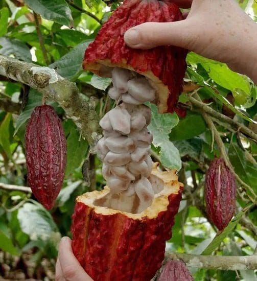 Manteiga de Cacau pele cabelo rosto corpo saúde natural ecologico