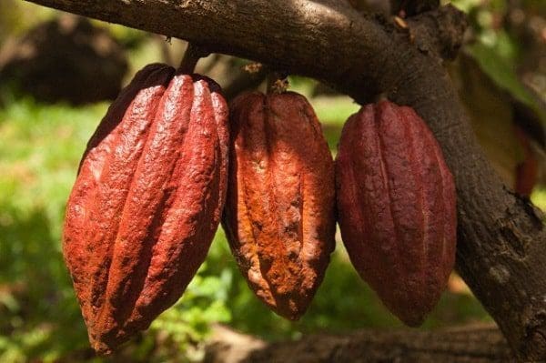 Manteiga de Cacau pele cabelo rosto corpo saúde natural ecologico