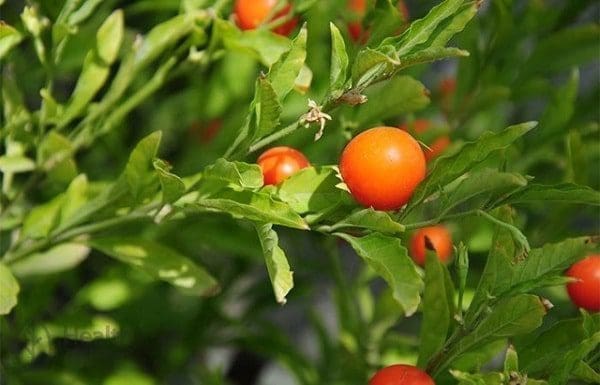 Adaptógenos vegetal imunidade tonico saúde