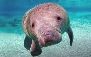 Animal Espiritual Peixe-Boi xamanismo totem