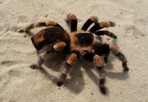 Animal Espiritual Tarântula totem Xamanismo