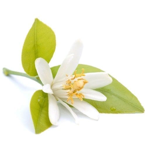 Óleo essencial Neroli aromaterapia saúde pele pressão alta