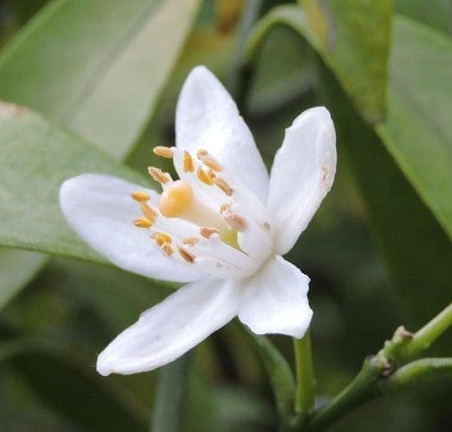 Óleo essencial Neroli aromaterapia saúde pele pressão alta