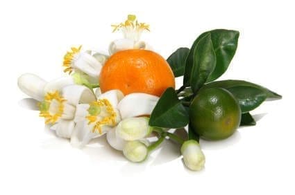 Óleo essencial Neroli aromaterapia saúde pele pressão alta