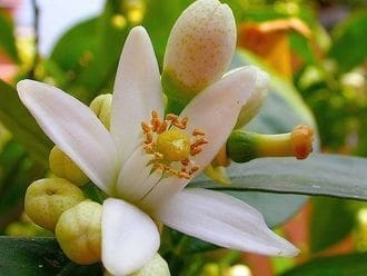 Óleo essencial Neroli aromaterapia saúde pele pressão alta