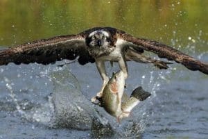 Águia-Pesqueira Águia pescadora xamanismo totem animal de poder