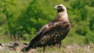 Águia-Real totem animal poder xamanismo